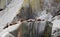 Sea Lions in the Kenai Fjords National Park, Alaska