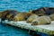 Sea lions laying on the dock galapagos islands