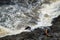 Sea lions leaving a rock ledge