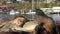 Sea lions lounge on a floating dock in the middle of the Morro Bay harbor, California