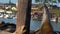 Sea lions lounge on a floating dock in the middle of the Morro Bay harbor, California