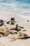 Sea lions lying on the beach and looking out at the Pacific Ocean in La Jolla Cove, in San Diego, California. Coastal beach