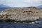 Sea lions and Magellanic cormorants colony on Isla de Los Pajaros or Birds Island In The Beagle Channel