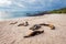 Sea lions on Mann beach San Cristobal, Galapagos Islands