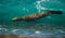 Sea lions in the ocean. Argentina. Peninsula Valdes.