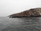 Sea lions on Palamino Island Lima Peru South America