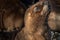 Sea lions at the Patagonia beach, Argentina