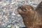 Sea lions at the Patagonia beach, Argentina