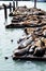 Sea Lions, pier 39