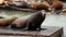 Sea Lions at Pier 39