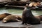 Sea Lions at Pier 39