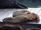 Sea Lions at Pier 39 dock in San Francisco