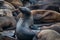 Sea lions. Pier 39. Fisherman\'s Wharf. San Francisco, California, USA