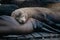 Sea lions. Pier 39. Fisherman\'s Wharf. San Francisco, California, USA