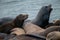 Sea lions. Pier 39. Fisherman\\\'s Wharf. San Francisco, California, USA