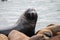 Sea lions. Pier 39. Fisherman\'s Wharf. San Francisco, California, USA