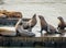 Sea Lions of Pier 39 at Fishermans Wharf - San Francisco, California, USA