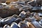 Sea lions at Pier 39, San Francisco, California, USA