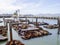 Sea lions Pier 39 in San Francisco, USA