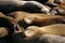 Sea lions at Pier 39, San Francisco, USA