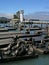 Sea Lions on the pier