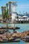 The sea lions on the piers in San Francisco