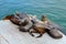 Sea lions on platform