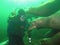 Sea Lions play with diver