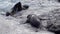 Sea Lions Play and Fight In The Surf