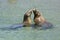 Sea lions playing