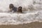 Sea Lions Playing in the Surf