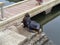 Sea lions in the port of the City of Piriapolis, Uruguay