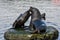 Sea lions in Puerto Montt, Chile