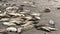 Sea lions relaxing on the sand at San Simeon, California