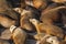 Sea lions resting on dock