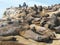 Sea lions resting at Mar del Plata Port in Buenos Aires