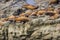 Sea lions resting on rocks, Cape Arago State Park, Coos Bay, Oregon