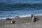 Sea lions resting under the sun, Patagonia