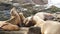 Sea lions on the rock in La Jolla. Playful wild eared seals crawling near pacific ocean on rock. Funny sleepy wildlife