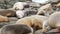 Sea lions on the rock in La Jolla. Wild eared seals resting near pacific ocean on stones. Funny lazy wildlife animal