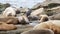 Sea lions on the rock in La Jolla. Wild eared seals resting near pacific ocean on stones. Funny lazy wildlife animal
