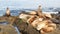 Sea lions on the rock in La Jolla. Wild eared seals resting near pacific ocean on stones. Funny lazy wildlife animal sleeping.