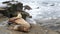 Sea lions on the rock in La Jolla. Wild eared seals resting near pacific ocean on stones. Funny lazy wildlife animal sleeping.