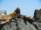 Sea lions on rocky island perfect place to see a lot of birds