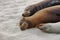 Sea Lions in sand lying on beach Galapagos Islands - Cute adorable Animals