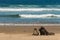 Sea lions on sandy beach