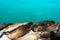 Sea lions in Santa Cruz, California