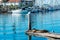 Sea lions and seagulls ona wooden pier in Oceanside