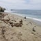 Sea lions and seagulls on rocky beach waves