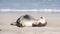 Sea lions, Seal Bay Conservation Park, Kangaroo Island, SA, Australia